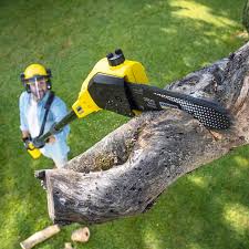 Best Lawn Edging Services  in Bazon, CA