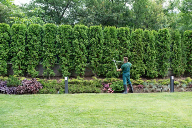 Best Hedge Trimming  in Bazon, CA