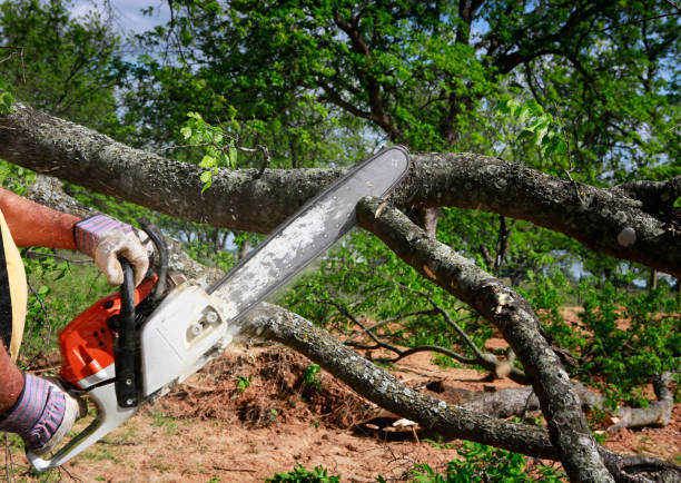 Best Emergency Tree Removal Services  in Bazon, CA